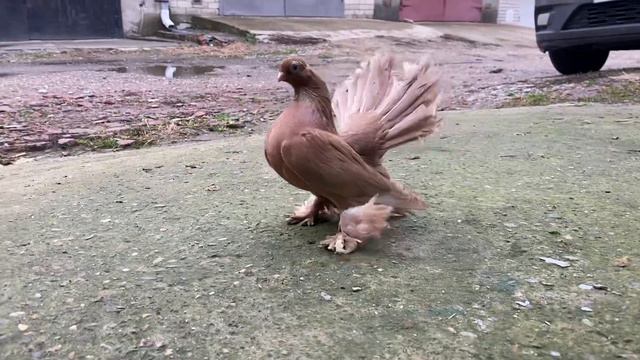 Желтая самка Ростовская