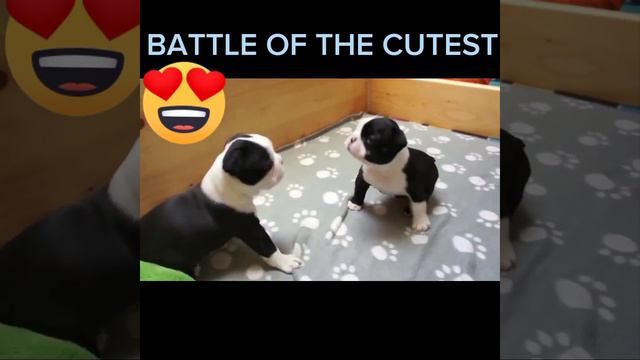 Battle Of The Cutest