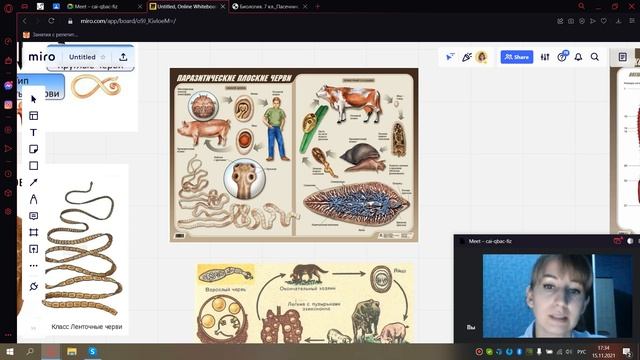 Кольчатые черви