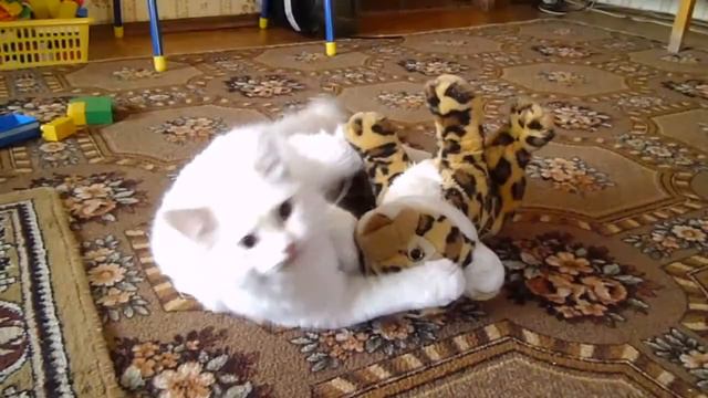 Кот против леопарда