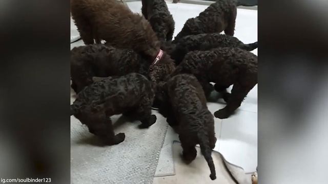 Irish Water Spaniel - Ultimate Owner's Guide (Top Pros And Cons)