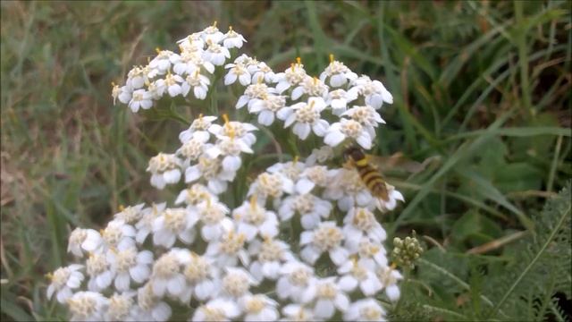 Муха журчалка Didea fasciata