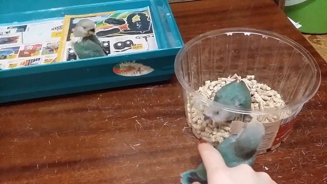 Неразлушки ручные бирюзовые. Часть 2.