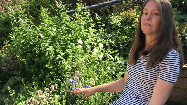 Some Of My Favourite Cut Flowers For Growing In Borders And Containers