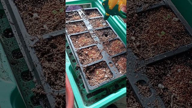 первые посадки