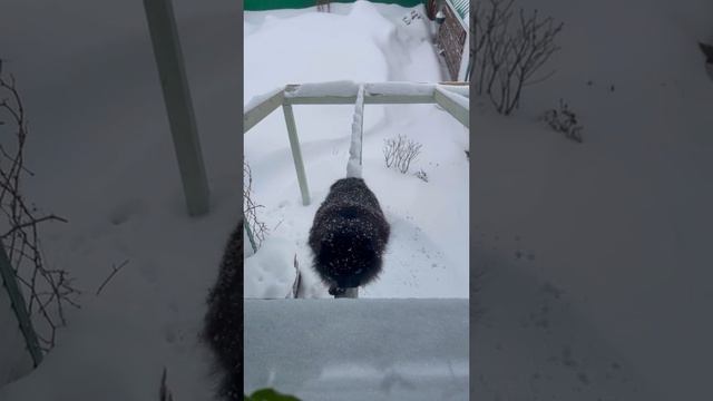 Для поднятия  настроение! #funnyanimals #tik Tok#funnycats #funnyvideo #kucinglucu #shorts