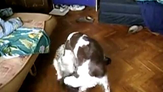 Грант и Дина - спрингер спаниели