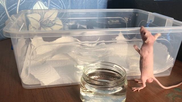 Лысая крыса сфинкс. Уборка клетки. Уход уборка кормление Здоровье крысы сфинкс.