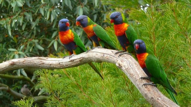 Relax Music Birds Nature Water Sounds Расслабляющая музыка для Сна Пение Птиц Природа Звуки Воды