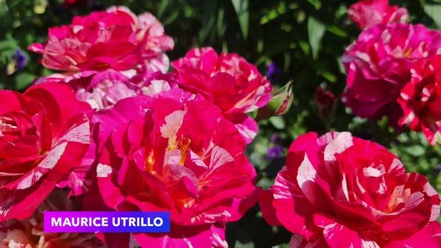 ШИКАРНЫЕ РОЗЫ ВЫРАСТИТЬ ЛЕГКО! Обзор НЕПРИХОТЛИВЫХ чайно-гибридных и ПЛЕТИСТЫХ роз!