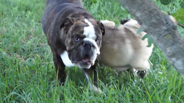 Pug End English Bulldog FOR SALE