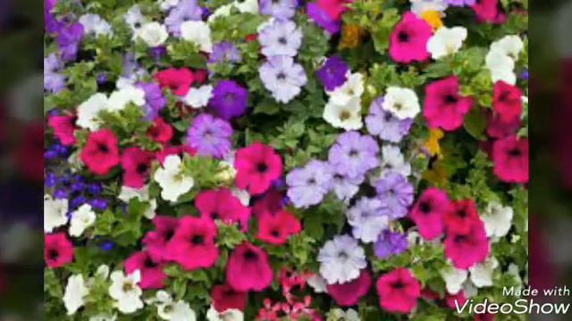 Good Morning With Beautiful Winter Flower Petunia