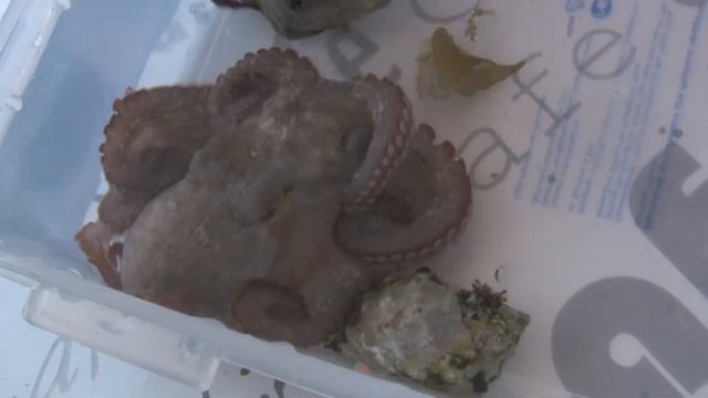 Octopus, свежепойманный :)