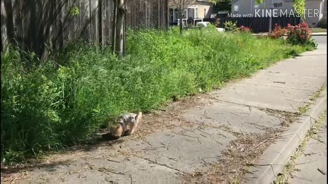 Любопытная йорки Джемма