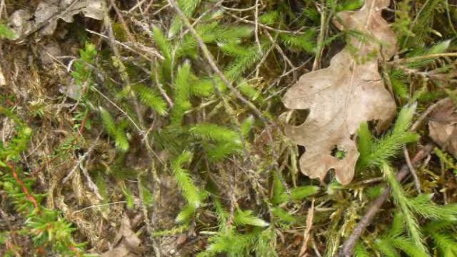 Grote Wolfsklauw  Lycopodium Clavatum  25 Juni 2014