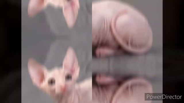 Какая порода кошек стоит 10000$???