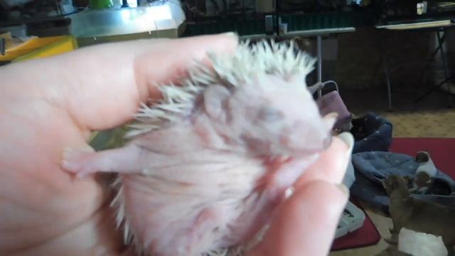 Дариша юный БЛОГЕР / Щенки породы ЧИХУАХУА / Ежатам 12 дней / 05 / 03 / 2022 года