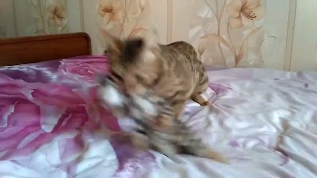 Бенгальский котенок и мама)))