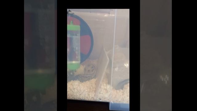 9b788254ba7a3a35f5e85b35444d6aa6