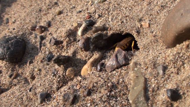 Филант (Philanthus Triangulum) - пчелиный волк