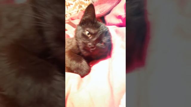 Буся до и после