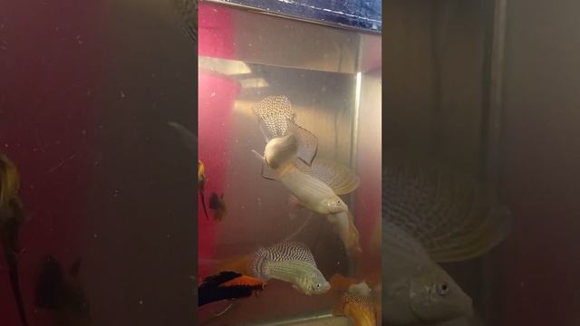Велифера самцы альфа разборки #molly #swordtail #velifera #guppy #guppyfish #platy