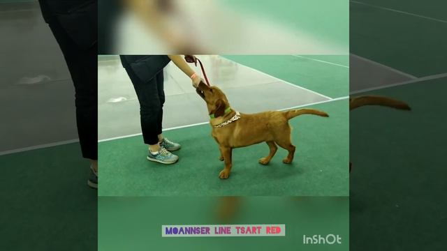 Fox Red Male Labrador Retriever 4 Month For Show And Breeding