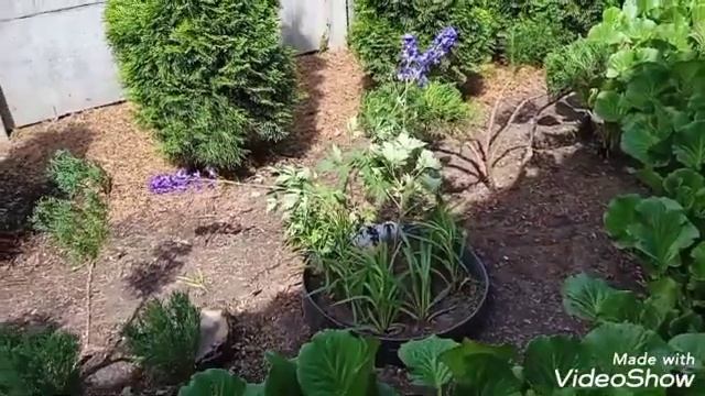 Хвойные,хосты,бадановый бордюр-украшение и защита.Часть 2