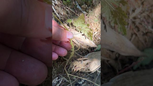 Selaginella In Khao Lack