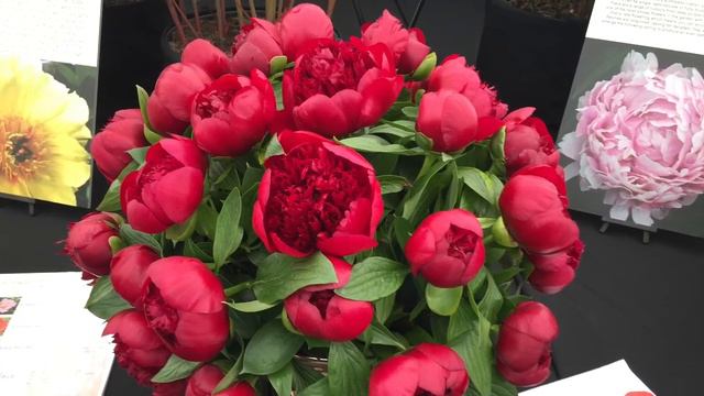 Discovering The Best Of The RHS Flower Show In Bute Park, Cardiff