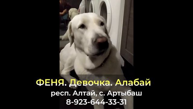 Пропала собака ! ФЕНЯ , Алабай , респ. Алтай , с. Артыбаш