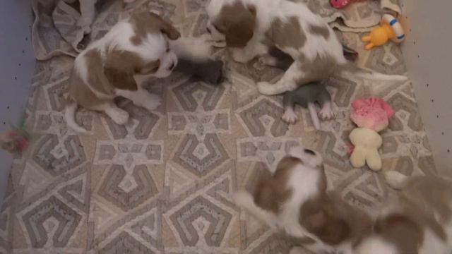 1,5 месяца щенкам