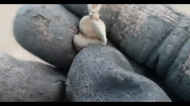 Техническая Революция