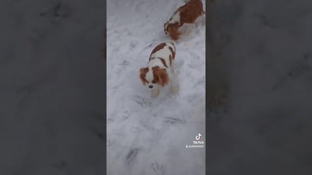 Кавалер Кинг Чарльз спаниель. Питомник 