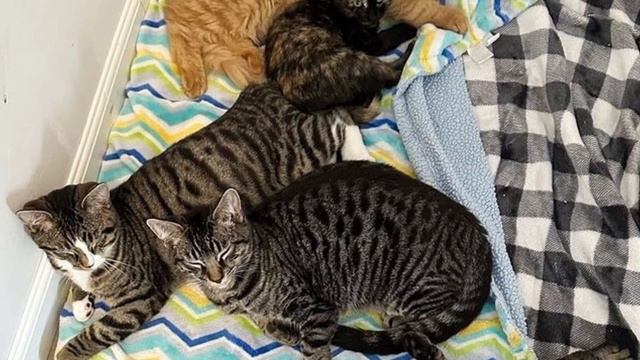 Cats Sneak Into A Room To Hang Out With A Kitten And Keep Her Company
