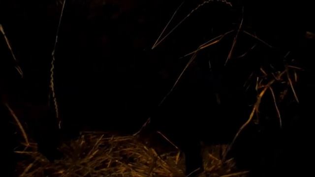 Овцы зимой.