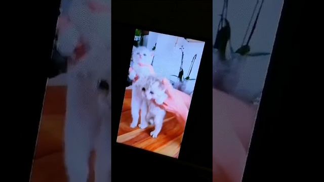 Танцуем вместе