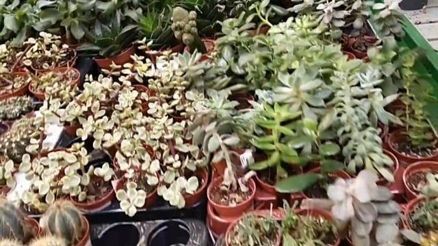 Обзор цветов, растений. Эпицентр. Садовый центр Каменского (Днепродзержинск).