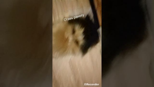 чипи

 Чапа рули ру