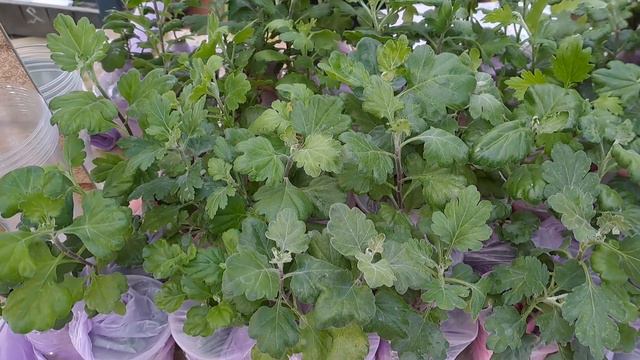 86c3e38b9c320070a1491494690b5980