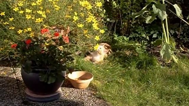 The Doll (excerpt) - Dennis S1051718