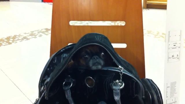 Пти брабансон в сумке-переноске