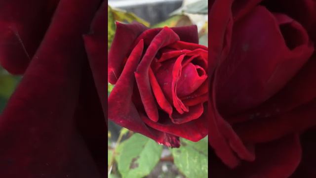 Желаю всем красивым женщинам от природы красоты , а для сердца - любви ❤ !!!