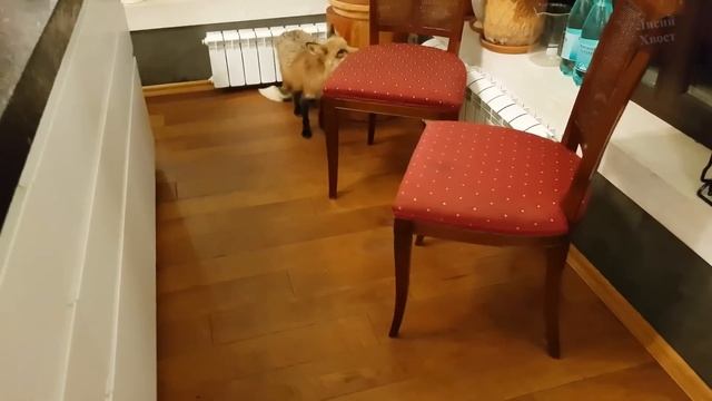 ЛИ СЯО. Лиса - Алиса. Лиса была очень удивлена, увидев Макса на своей территории. Забавные моменты.