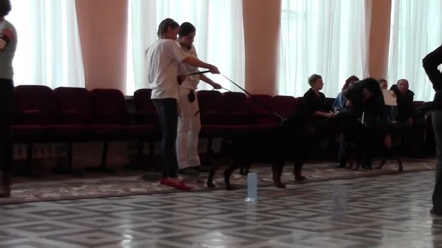 Ринг ротвейлеров всепородка г.Барнаул