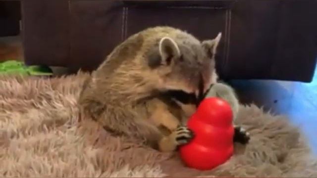 Funniest Raccoon Video Compilation | Сборник самых смешных видео про | Raccoon Lovers | Любите енот