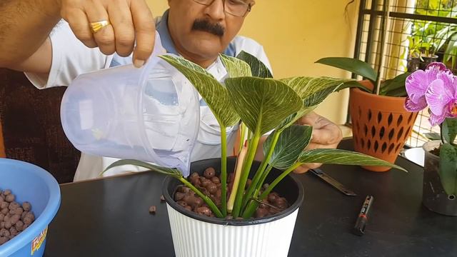 Orchids and Indoor Plants in clay Balls, Save water and time, വെള്ളവും സമയവും ലാഭിക്കാം