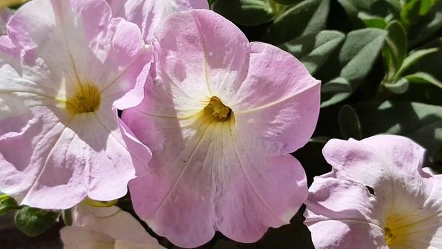 Petunia Blanca Rosada Pink White Petunia ピンクホワイトペチュニア 핑크 화이트 페튜니아 Розовая белая петуния