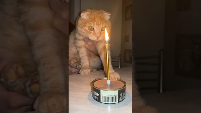 день рождения Стёпы