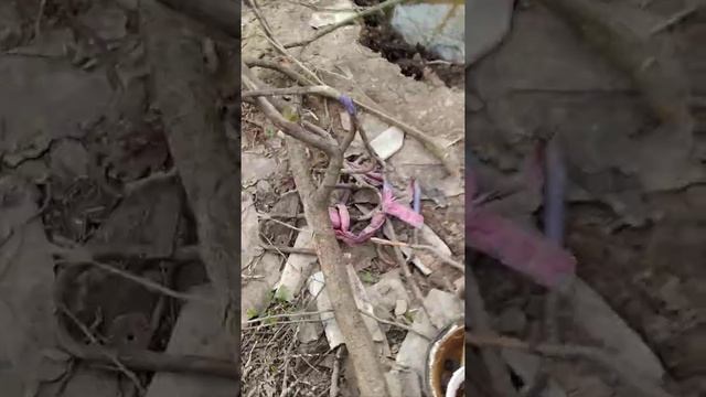 Дэн что-то ищет в луже...(найден новый ПУСЬКА)